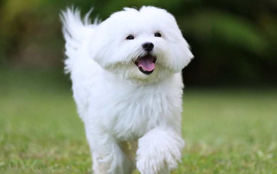 Vẻ đẹp tao nhã điềm đạm khiến chúng nằm trong danh sách giống chó đẹp nhất thế giới